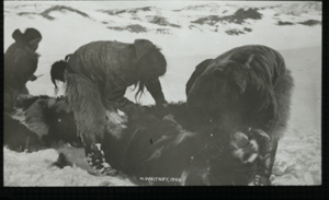 Image: Three Inuit butchering a musk-ox